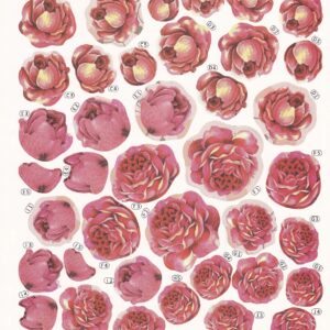 create & craft 3d floral decoupage (pink crysanthemum)