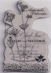 Stampendous! - Botanical Asperula Cling Rubber Stamp - Image 2